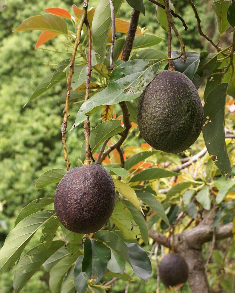 Avocado Local