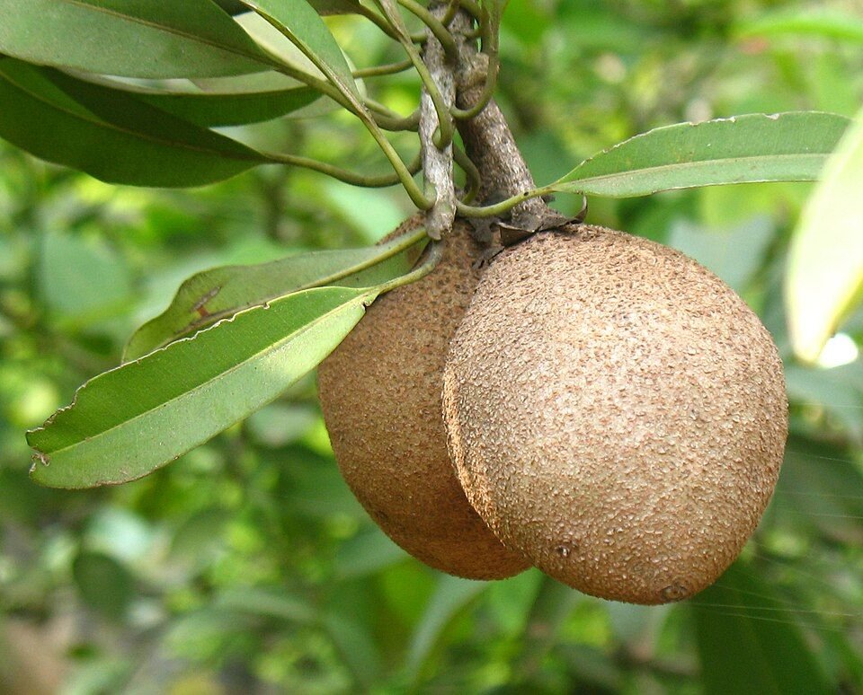 Chikoo (Sapota)