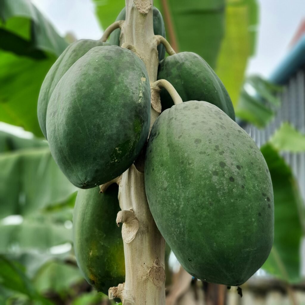 Raw Papaya (Kaccha Papita)