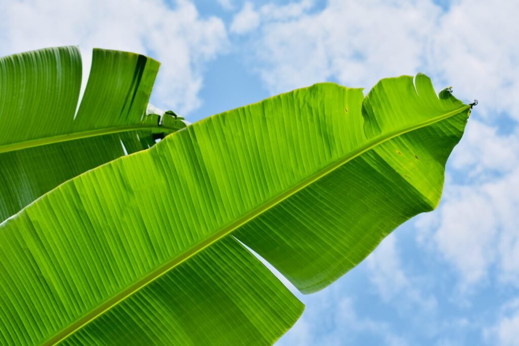 Banana Leaf (Kele ka Patta)
