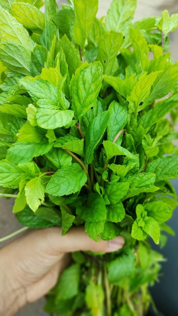 Mint (Pudina)