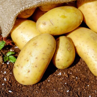 Potato (Aloo)
