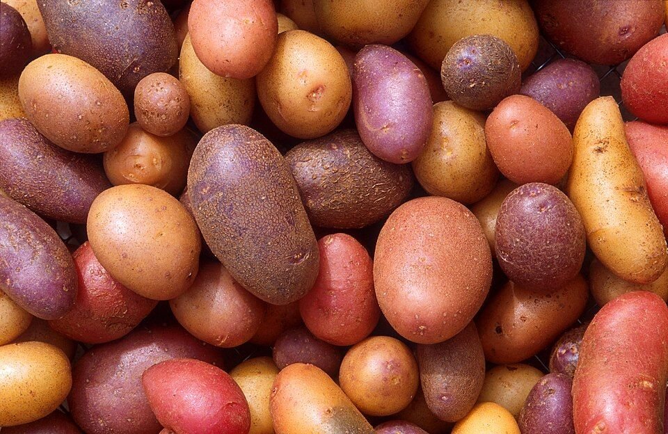 Potato Red (Lal Aloo)