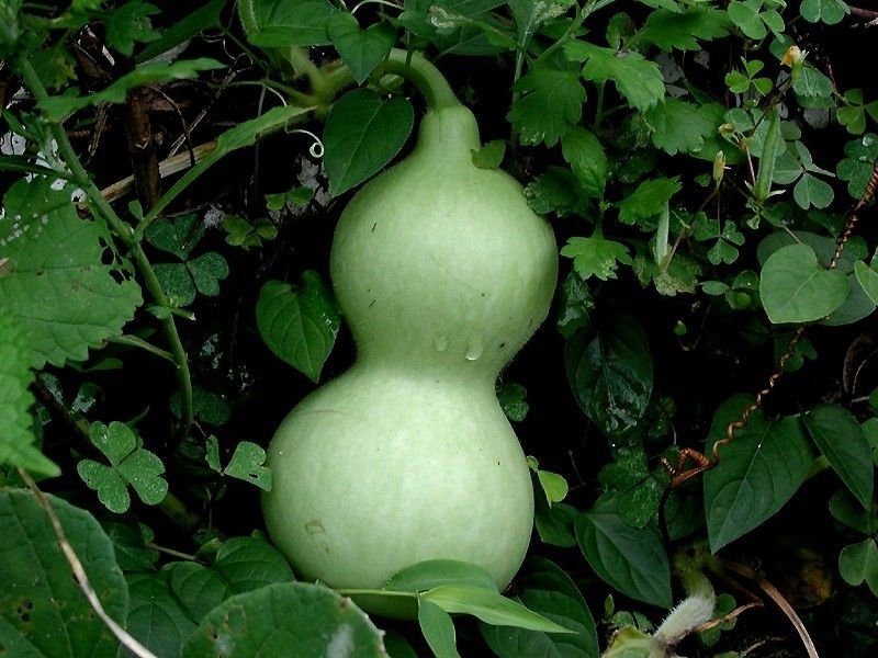 Bottle Gourd (Lauki)