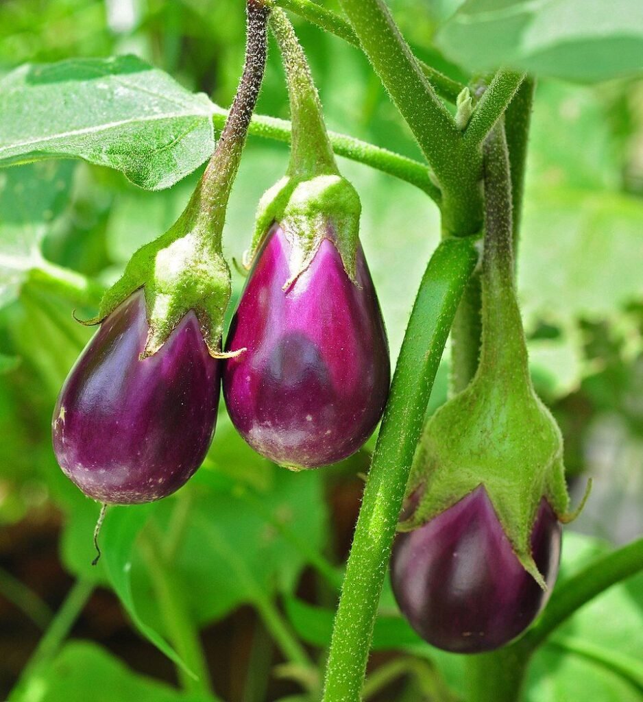 Brinjal (Baingan)