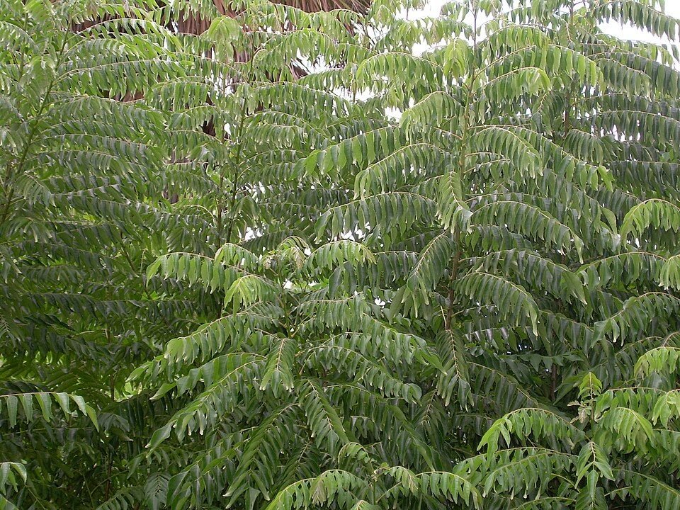 Curry Leaves (Kadi Patta)