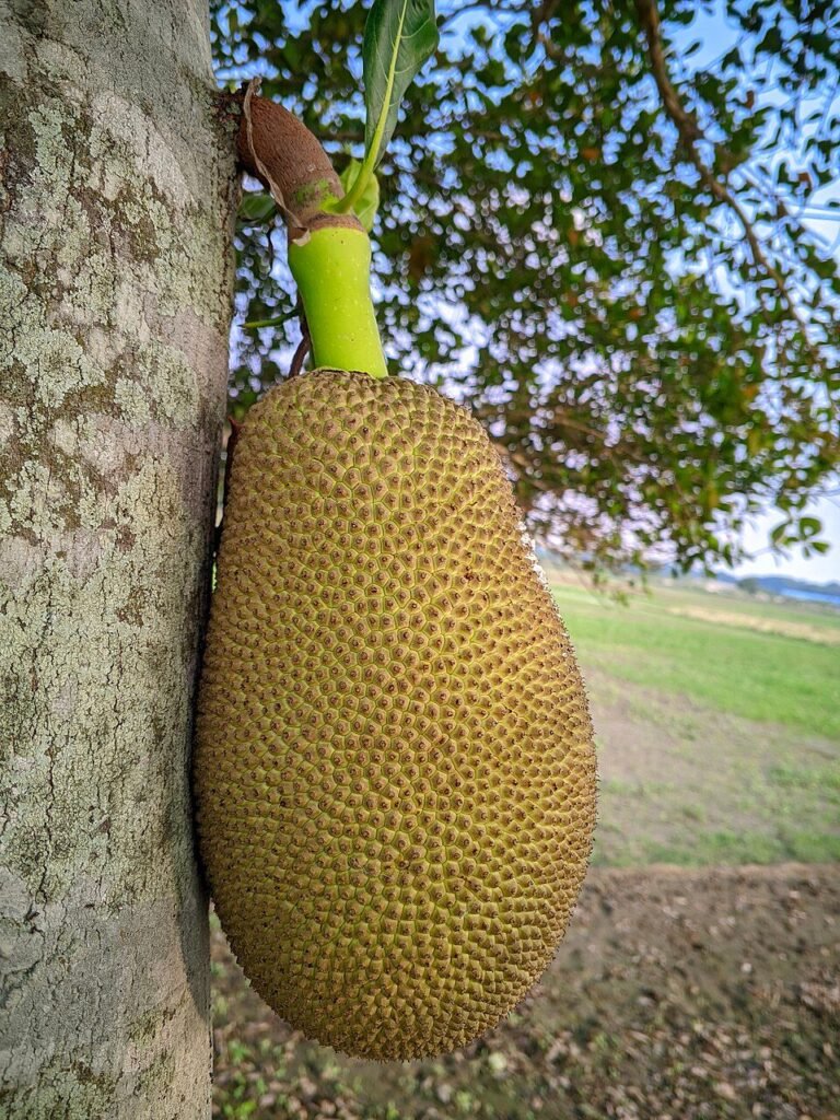 Jackfruit (Kathal)