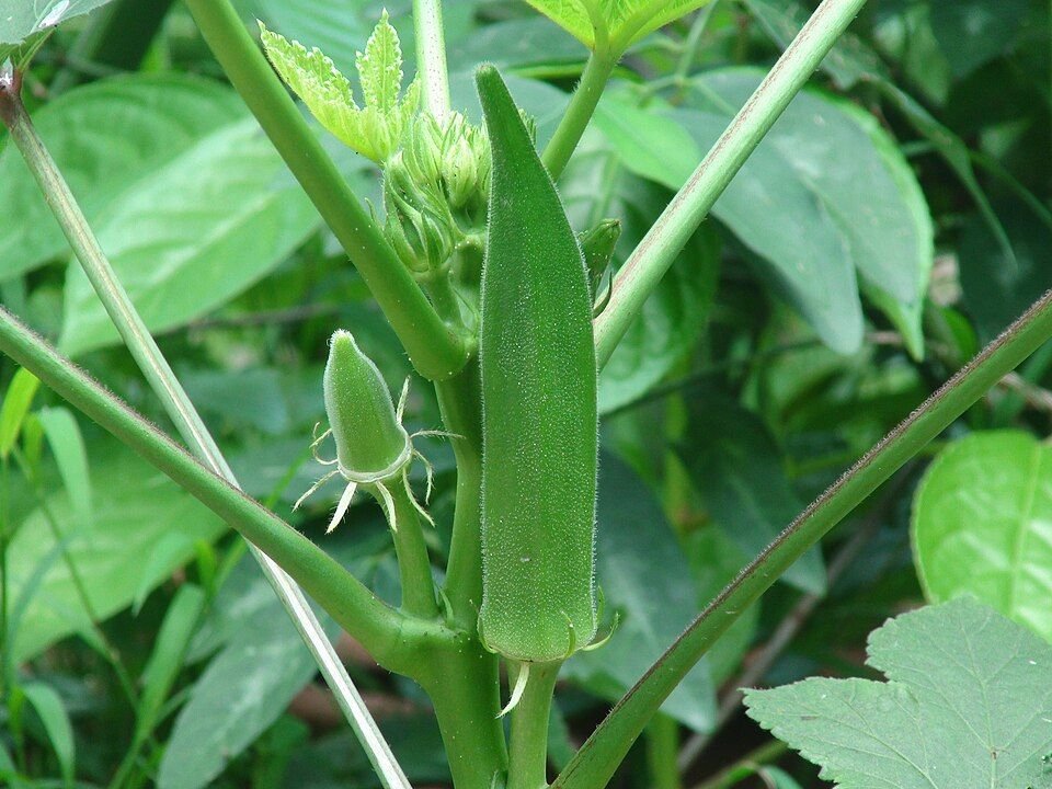 Lady Finger (Bhindi)