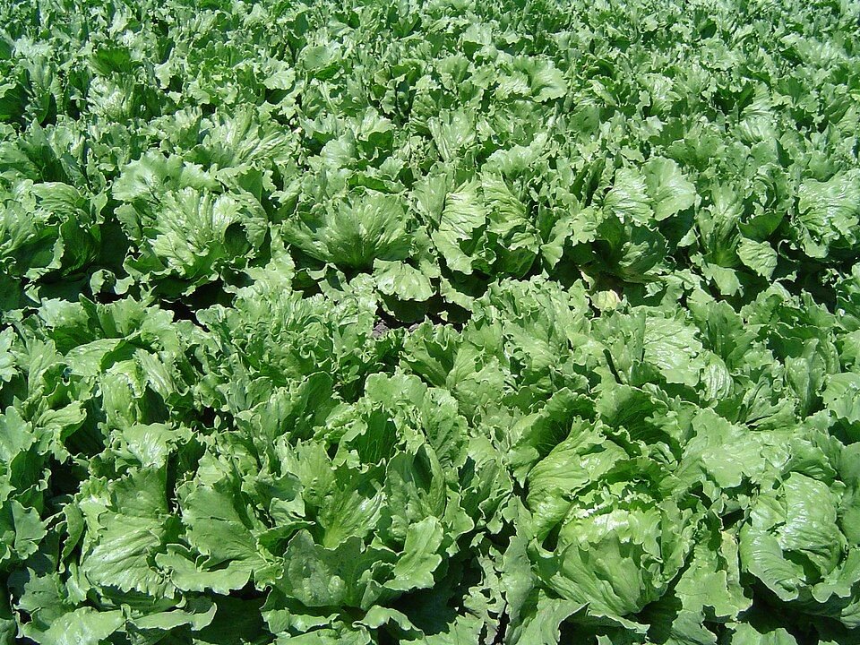Lettuce Green (Salad Patta)