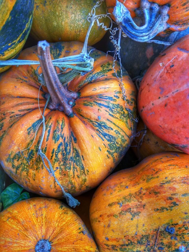 Pumpkin Red (Lal Kaddu)